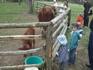 Děti si v Toulcově dvoře mohou prohlédnout hospodářská zvířata, nejvetší úspěch mají kozy, ovce a kráva. Farma je přístupná veřejnosti zdarma každý den od 8:00 do 18:00. Zvířata jsou ve výbězích v závislosti na počasí.