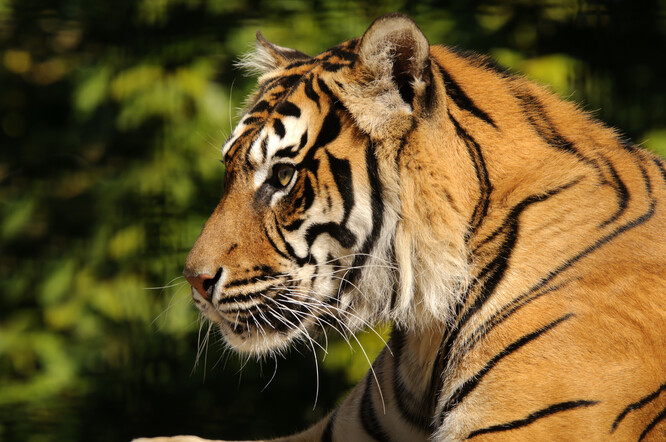 Tygři sumaterští přicházejí o svůj životní prostor a jsou řazeni k nejohroženějším druhům planety. Podle odhadů žije ve volné přírodě asi 400 jedinců.
