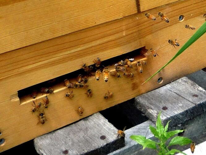 V meziročním srovnání letos podle Danihlíka klesl počet včelařů, kteří v zimě přišli o všechna včelstva. Přesto i letos zaznamenalo 8,2 procenta respondentů více než 50procentní ztráty včelstev.