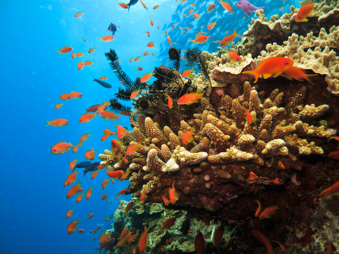 Velký bariérový útes je pro Austrálii významnou turistickou atrakcí, která zaměstnává tisíce lidí. Země proto už dlouhá léta bojuje proti tomu, aby se přírodní památka ocitla na seznamu ohrožených, což by mohlo vést k jejímu úplnému odstranění ze seznamu světového dědictví UNESCO.