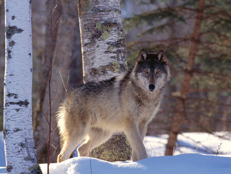 Ztráta jednoho vlka z rodičovského páru vede k rozpadu smečky a ke zvýšenému rozptylu jedinců, kteří se častěji mohou vyskytnout v okrajových oblastech, jako jsou Beskydy. Ilustrační foto vlka na Slovensku.