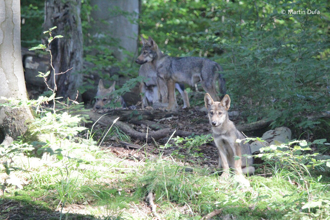 Ačkoliv jsou vlci plaší a kontaktu s člověkem se vyhýbají, podařilo se letos zoologům pozorovat a zaznamenat vlčata krátce i přímo v terénu.