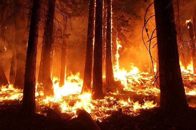 U požáru lesa poblíž Černovic na Blanensku vyhlásili třetí ze čtyř stupňů požárního poplachu. Ilustrační foto