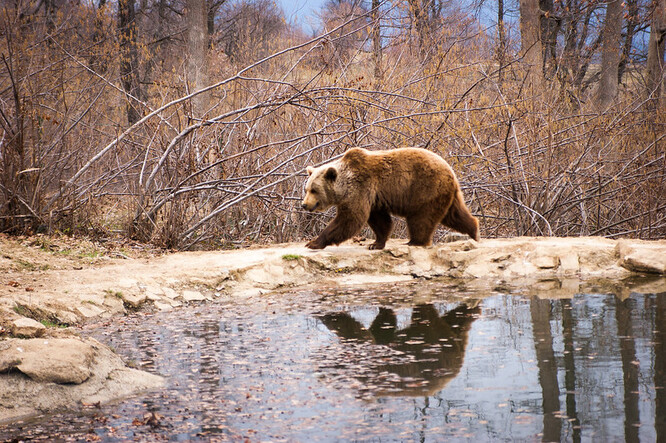 Rumunsko je domovem zhruba 6000 medvědů hnědých, což představuje asi 60 procent jejich celkových stavů v Evropě. Ilustrační snímek.